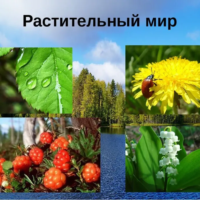 Растительный мир
